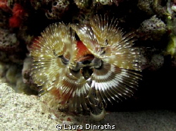 Christmas tree worm portrait by Laura Dinraths 